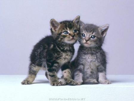 petit chatons
